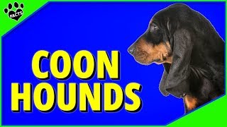 Top 7 Best Coonhound Breeds  Dogs 101 [upl. by Higgs]