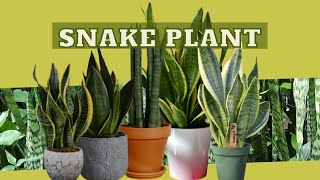 Snake Plant BENEFITS to your HOME amp OFFICE  Earths Medicine [upl. by Alric663]