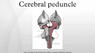 Cerebral peduncle [upl. by Hebbe146]