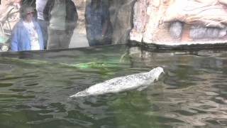 Oregon Coast Aquarium New Pinniped Enclosure [upl. by Garlan459]