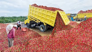 How Tons of Fresh Red Hot Chili Pepper are Harvested and Processed [upl. by Beetner]