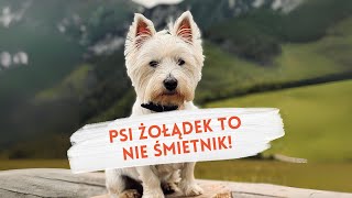 PSI ŻOŁĄDEK TO NIE ŚMIETNIK [upl. by Ghassan]