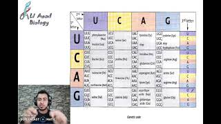 Chapter 3 Activity 4 Translation second Step of Protein synthesis part 2 [upl. by Aisorbma]