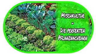 🌻 Mischkultur  die perfekten Pflanznachbarn 🌻 Garten  Beete  Aussaat  Pflanzen [upl. by Swift677]