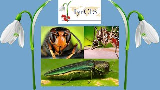 𝗔𝗰𝗰𝗶𝗱𝗲𝗻𝘁𝗮𝗹 𝗯𝗶𝗼𝗰𝗼𝗻𝘁𝗿𝗼𝗹 humanmediated dispersal of insect parasitoids and predators [upl. by Tuchman]