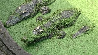 Crocodiles Swim Through Pool Filled With Duckweed [upl. by Samtsirhc]