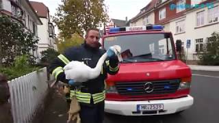 Feuerwehr rettet Schwan [upl. by Luy]