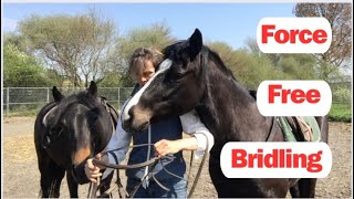 Horse bridling tips for horses who dont like their bridle [upl. by Lapo]