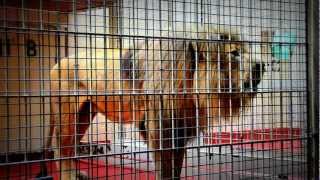 Lion Roars and grunts at San Francisco Zoo [upl. by Snashall982]