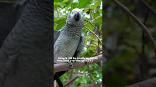 How and why do parrots talk And do they know what they’re saying [upl. by Erdnaed244]