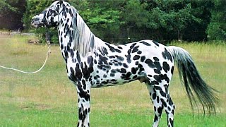 10 Beautifully Colored Rare Horse Breeds [upl. by Nie449]