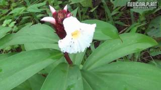 Costus speciosus [upl. by Leyes475]