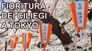 LA FIORITURA DEI CILIEGI A TOKYO  HANAMI 2019 [upl. by Toolis]