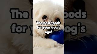 The best foods for your dogs age [upl. by Benedix]