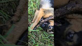 Purebred good boy dogs shorts viralvideo animals [upl. by Irrol]