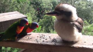 Funny Australian birds [upl. by Aliel]