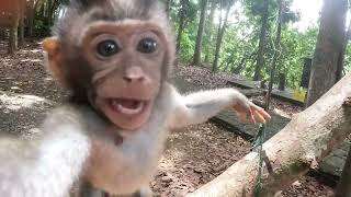 Selfies with Monkeys Monkeys Stealing Camera  Sacred Monkey Forest in Ubud Bali [upl. by Gibson555]