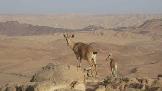 Mitzpe Ramon  Israel [upl. by Cowden]