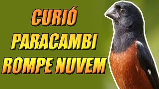 CURIÓ PARACAMBI ROMPE NUVEM [upl. by Teddman]