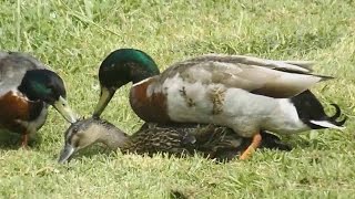 Mallard Ducks Mating  Duck Mating [upl. by Blondell22]