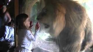 Lion Kid Epic Stare Down Real Video [upl. by Ajam418]