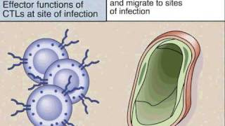 induction Differentiation and Effector Functions of CD8 T Cells [upl. by Amal840]