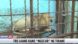 “3 luanë kanë “ngecur” në Tiranë” Daily Mail shkruan për kopshtin zoologjik [upl. by Wickham]