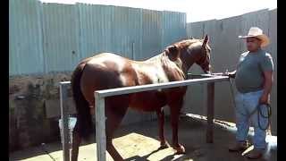 HERMOSA YEGUA CUARTO DE MILLA AQHA 2002 IMPORTADA VIDEO 4 [upl. by Dihgirb]