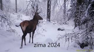 Zimą Wilki i Rysie w dużej przewadze na nagraniach z kamery – Fotopułapka Bieszczady Camera wolf [upl. by Tijnar]