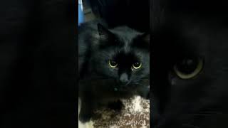 funny cat Whity was Angry to blacky [upl. by Aria]