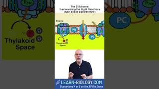 The Z Scheme Light Reactions Summary photosynthesis lightreactions apbiology STEM [upl. by Greerson829]