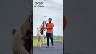 Good quality female horse for sale inmadurai tn tamil shorts [upl. by Asuncion259]