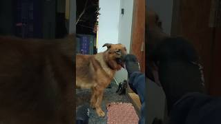 Doggy germanshepherd vadivelu comedy tamilcomedy rocky rockybhai neeyanaana trrndingshorts [upl. by Marasco]