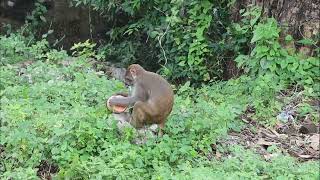 बाँदरले दालको बट्टा चोर्यो तर निकै बेर कोशिश गर्दा पनि खोलेर खान जानेन [upl. by Davin391]