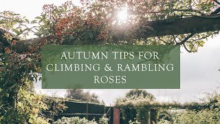 Autumn Tips for Climbing amp Rambling Roses by Steve  Head Gardener at David Austin Roses [upl. by Yrrep55]