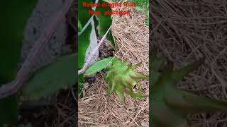 Rawat dragon fruit new plant 8th month growth [upl. by Skricki853]