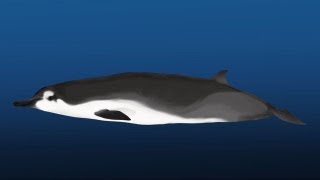 Science Bulletins Rarest Whale on Earth Identified in New Zealand [upl. by Suilmann]