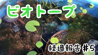 ビオトープの経過報告♯5【メダカ・ミナミヌマエビ】 [upl. by Niamrej]