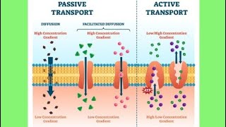 Transport across cell membrane passive transportDiffusion osmosisphysiology [upl. by Kristan]