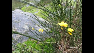 Scotch Broom in bloom in Winter [upl. by Mairem]