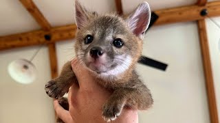 How to Rescue Baby Foxes [upl. by Yerdua]