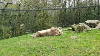 Polar Bear Otis  Dierenrijk Mierlo  B [upl. by Ecnarf57]