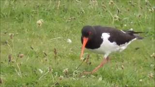 Eurasian Oystercatcher Haematopus ostralegus [upl. by Clift725]