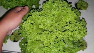 One Day Before Harvesting Lettuce In The Philippines Why I dont Buy Pelleted Lettuce Seeds [upl. by Enrev]