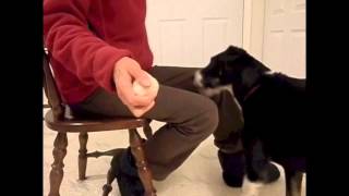 Training a Service Dog Retrieve Step one Touching Different Objects [upl. by Imoian]