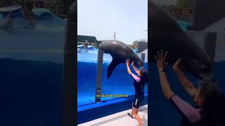 Acción contra Marineland Mallorca Sígueme Comparte Basta de esclavizar animales naturaleza [upl. by Angeli30]