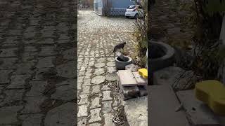 Minnoş Sabah Sabah Rızkını Çıkardı 😎 kedi chat [upl. by Anawat496]