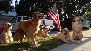 Cagefree Dog Boarding Los Angeles  Green Doggie Home Boarding Video [upl. by Papke]