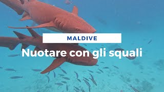 Nuotare con gli squali alle Maldive [upl. by Glennon55]