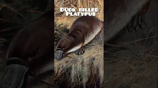 Duck Billed platypus platypus animals animallover [upl. by Alexis107]